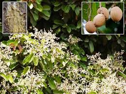 Indian Copal Tree(Vateria indica L.)